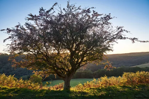 This landscape photograph captures the silhouette of a tree on a hillside, set against the evening sky in autumn. Taken in 2018 within the rural expanse of the North Yorkshire Moors in the United Kingdom, the image highlights the seasonal transition as the leaves on the trees begin to turn color. The low angle of the sun creates strong contrasts, accentuating the intricate structure of the tree and casting elongated shadows over the surrounding grassy area and vegetation. The scene conveys the tranquil beauty of nature in the region, with the rolling moorland and distant wooded areas typical of the North Yorkshire Moors landscape.